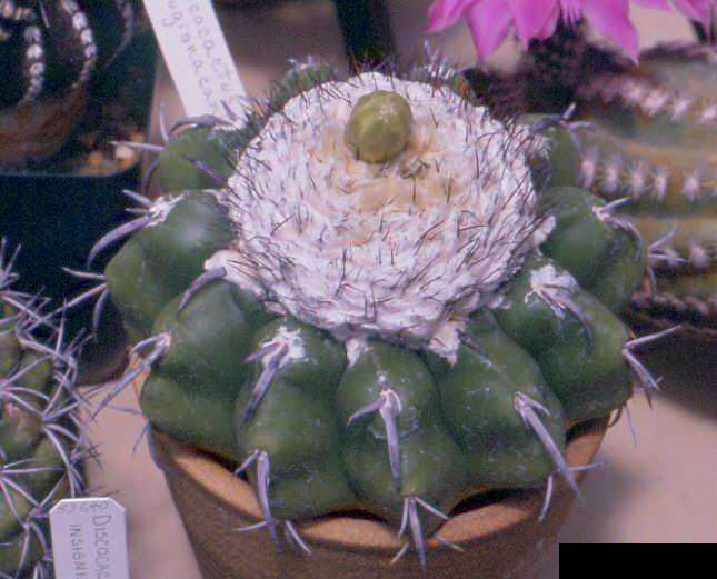 Discocactus pugionacanthus