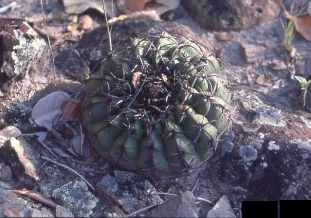 Discocactus pulvinicapitatus JL86108 (Jequitai)