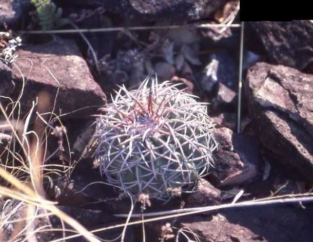 Discocactus sp nova JL86113 (Jequitai)