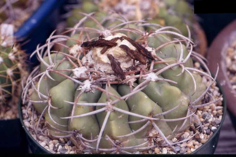 Discocactus subviridigriseus