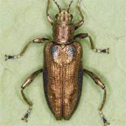 Donacia marginata