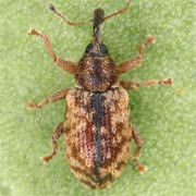 Dorytomus majalis