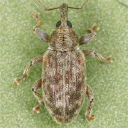 Dorytomus puberulus