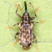 Dorytomus schoenherri