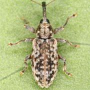 Dorytomus suratus