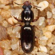 Dyschirius angustatus