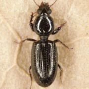 Dyschirius arenosus