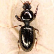 Dyschirius laeviusculus