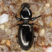 Dyschirius luedersi