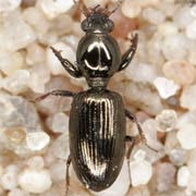 Dyschirius nitidus