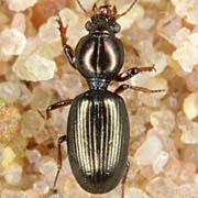 Dyschirius obscurus