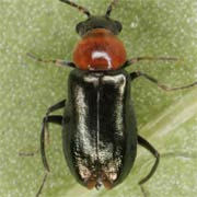 Ebaeus thoracicus