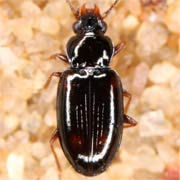 Elaphropus sexstriatus