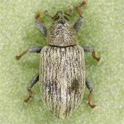 Ellescus bipunctatus