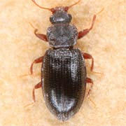 Enicmus rugosus