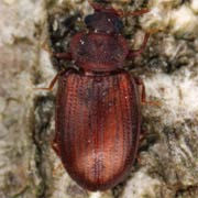 Enicmus testaceus