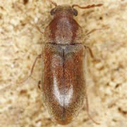 Ernobius abietis