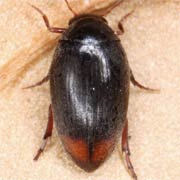 Eucinetus haemorrhoidalis