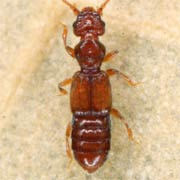 Euplectus punctatus