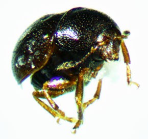 Euxenus punctatus