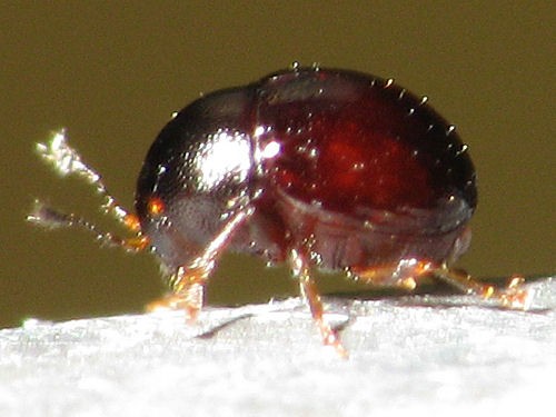 Euxenus