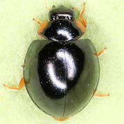 Exochomus nigromaculatus