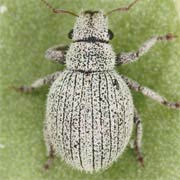 Foucartia squamulata