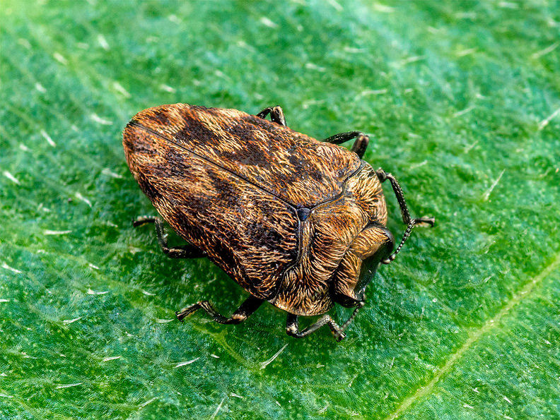 Habroloma lepidopterum