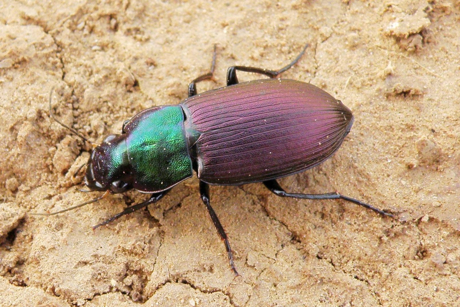 Harpalinae