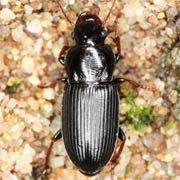 Harpalus attenuatus