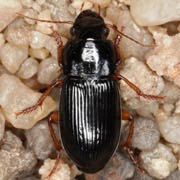 Harpalus laevipes