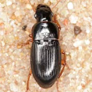 Harpalus marginellus