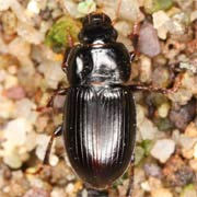 Harpalus picipennis