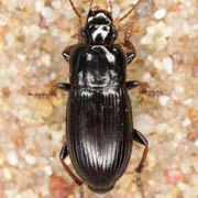 Harpalus subcylindricus