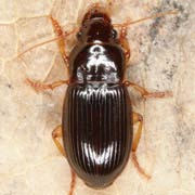 Harpalus winkleri