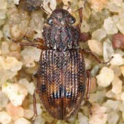 Helophorus arvernicus