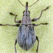 Hemitrichapion pavidum