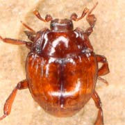 Hetaerius ferrugineus