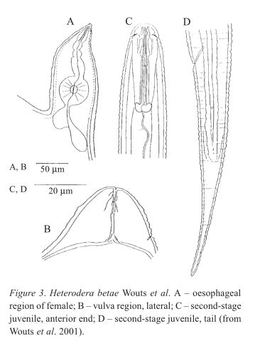 Heterodera betae