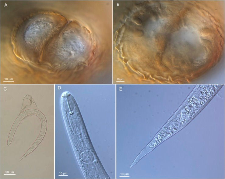 Heterodera fici