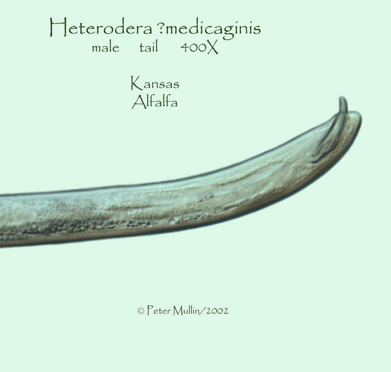 Heterodera medicaginis