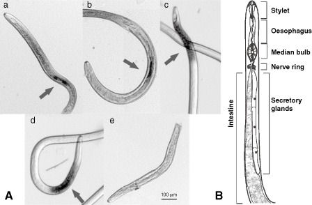 Heterodera oryzae