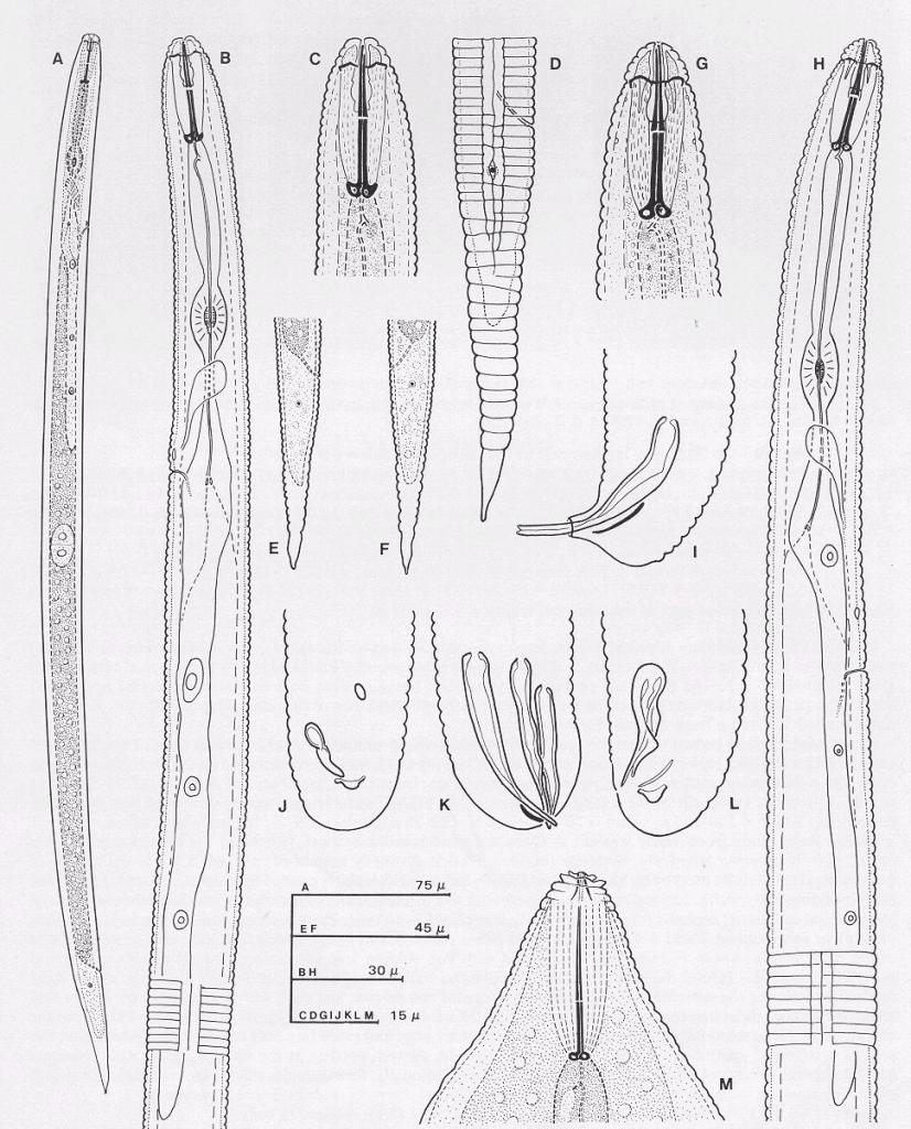 Heterodera sacchari