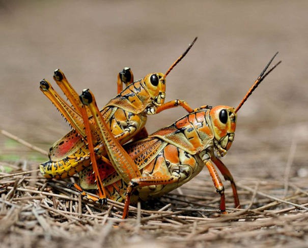 Heterometabole