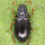 Hydraena riparia