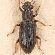 Hydrocus angustatus