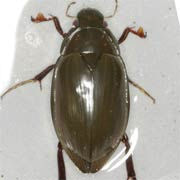 Hydrophilus piceus