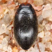 Hydroporus erythrocephalus