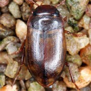 Hydroporus ferrugineus