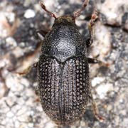 Hylesinus crenatus